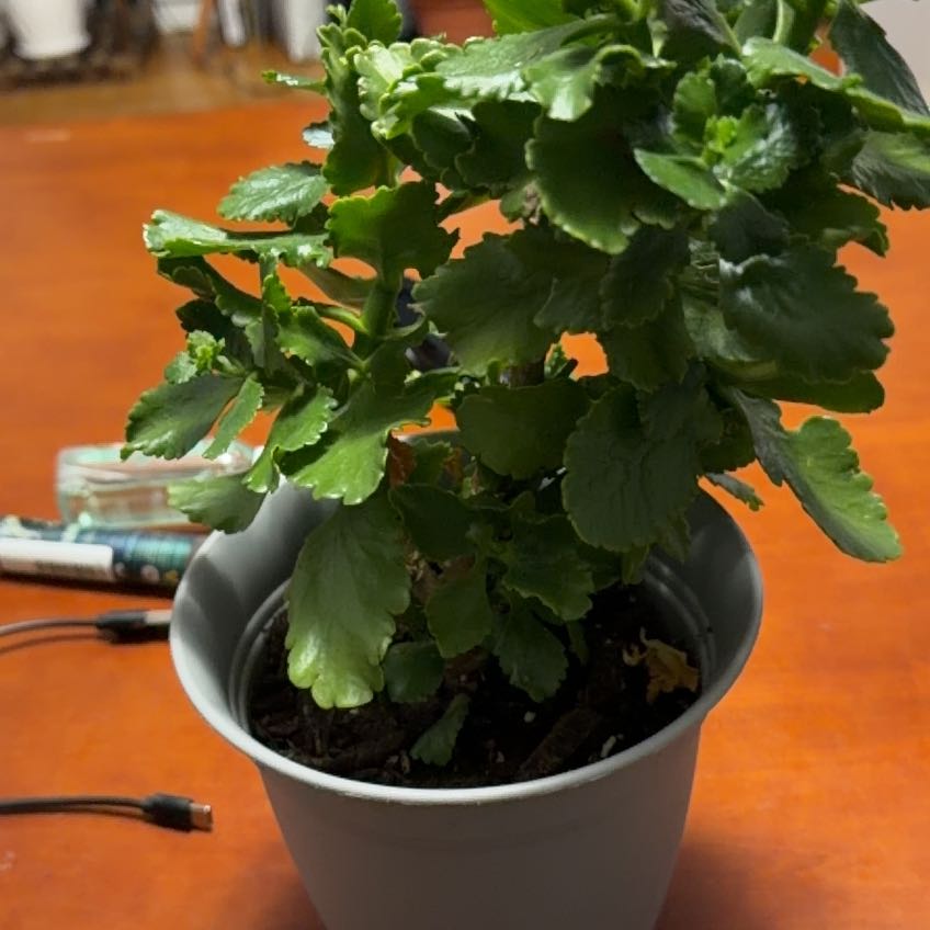 Photo of the plant species Calandiva Orange Florist Kolanchoe by @ShaniaM named Nemo on Greg, the plant care app
