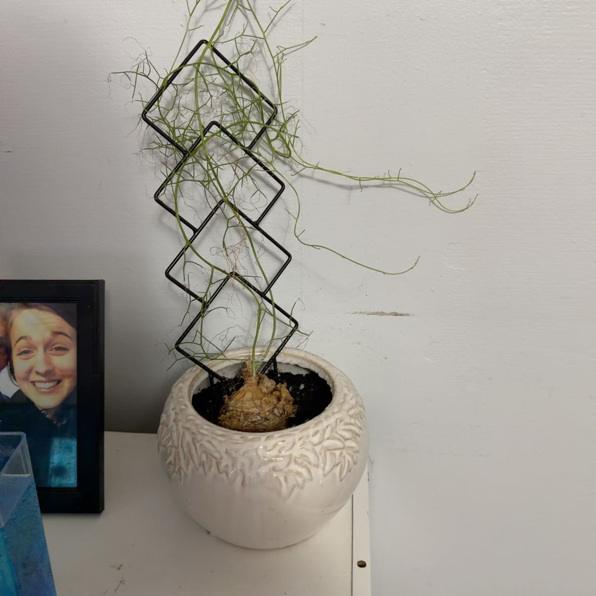 Photo of the plant species Climbing Onion by @ShaniaM named Hamilton on Greg, the plant care app