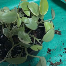 Photo of the plant species Variegated Cupid's Plant by @ShaniaM named Mando on Greg, the plant care app