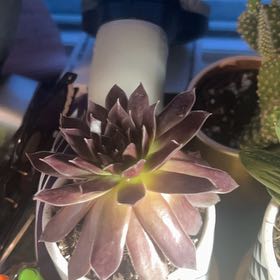 Photo of the plant species Sempervivum 'Pacific Devil's Food' by @FastWaxbegonia named Stella on Greg, the plant care app