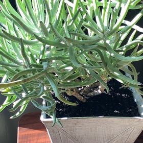 Photo of the plant species Cotyledon 'Long Fingers' by @FairBluespruce named Tolkien on Greg, the plant care app