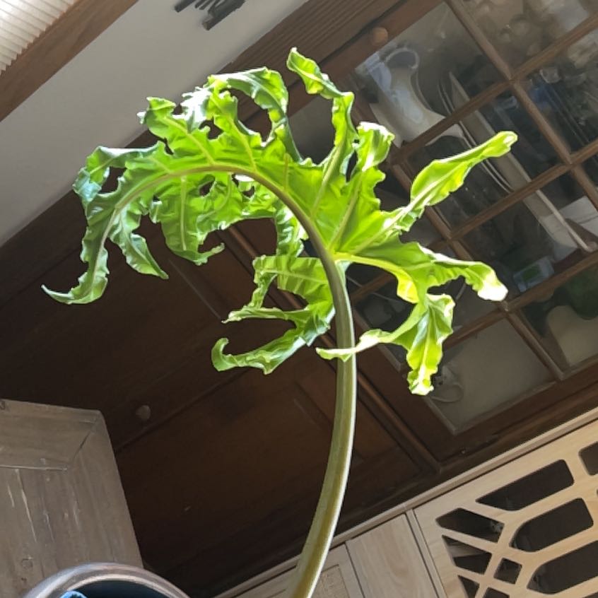 Photo of the plant species Malaysian Monster by @YiftDewberry named Alfie on Greg, the plant care app
