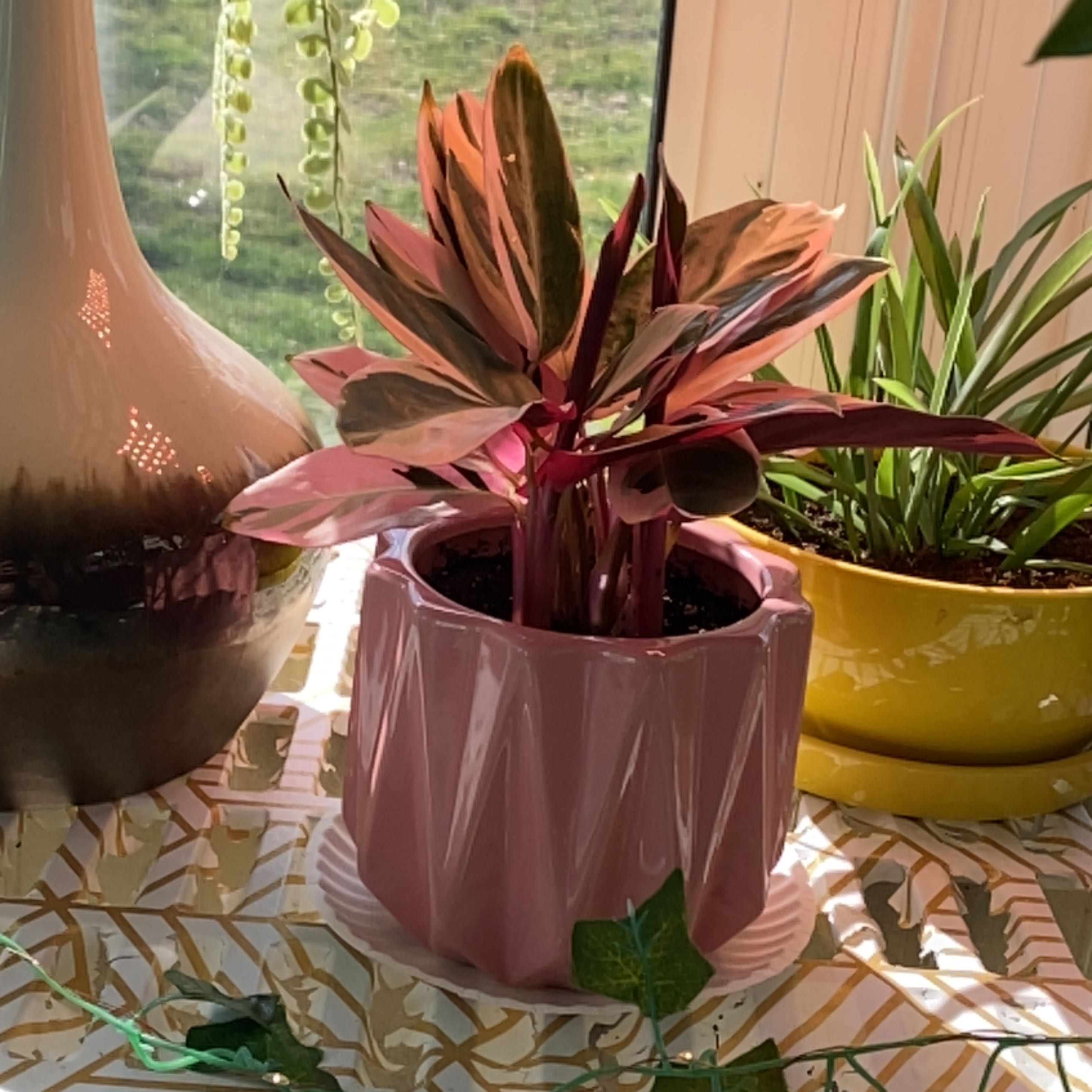 Stromanthe sanguinea 'Tricolor' plant in a pink pot with vibrant leaves.