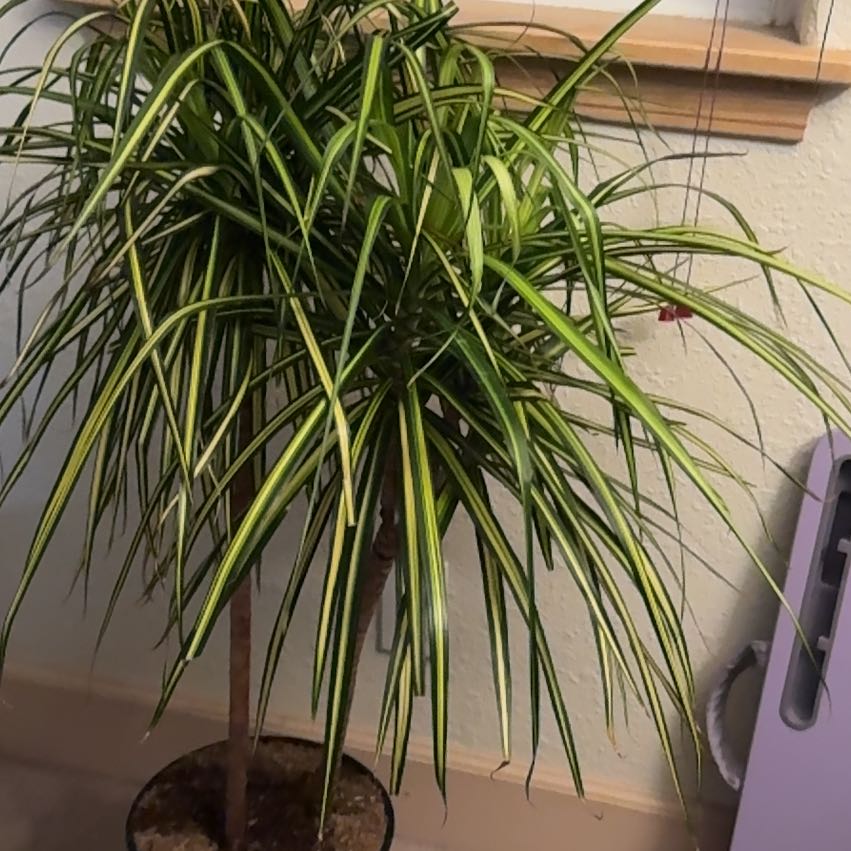 Photo of the plant species Kiwi Dracaena by @TrueSeraphina named Walt on Greg, the plant care app