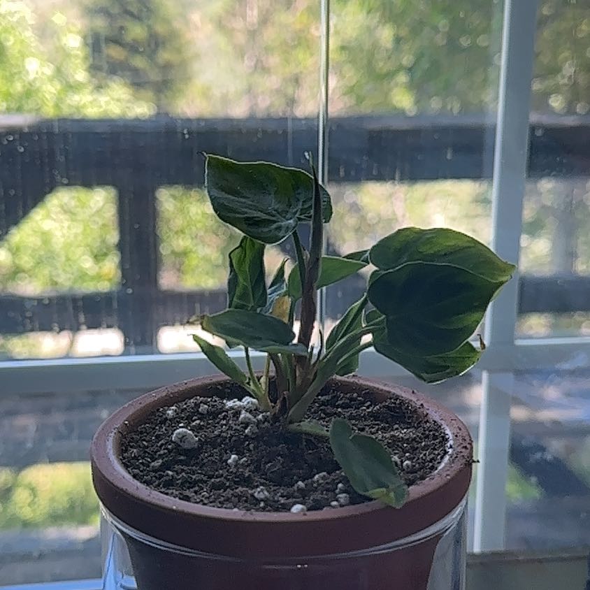 Potted Dumb Cane 'Reflector' plant with green leaves and visible soil.
