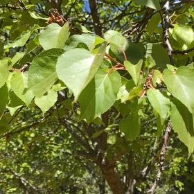 Photo of the plant species Apricot by @GoldenHawthorn named Girlfrond on Greg, the plant care app