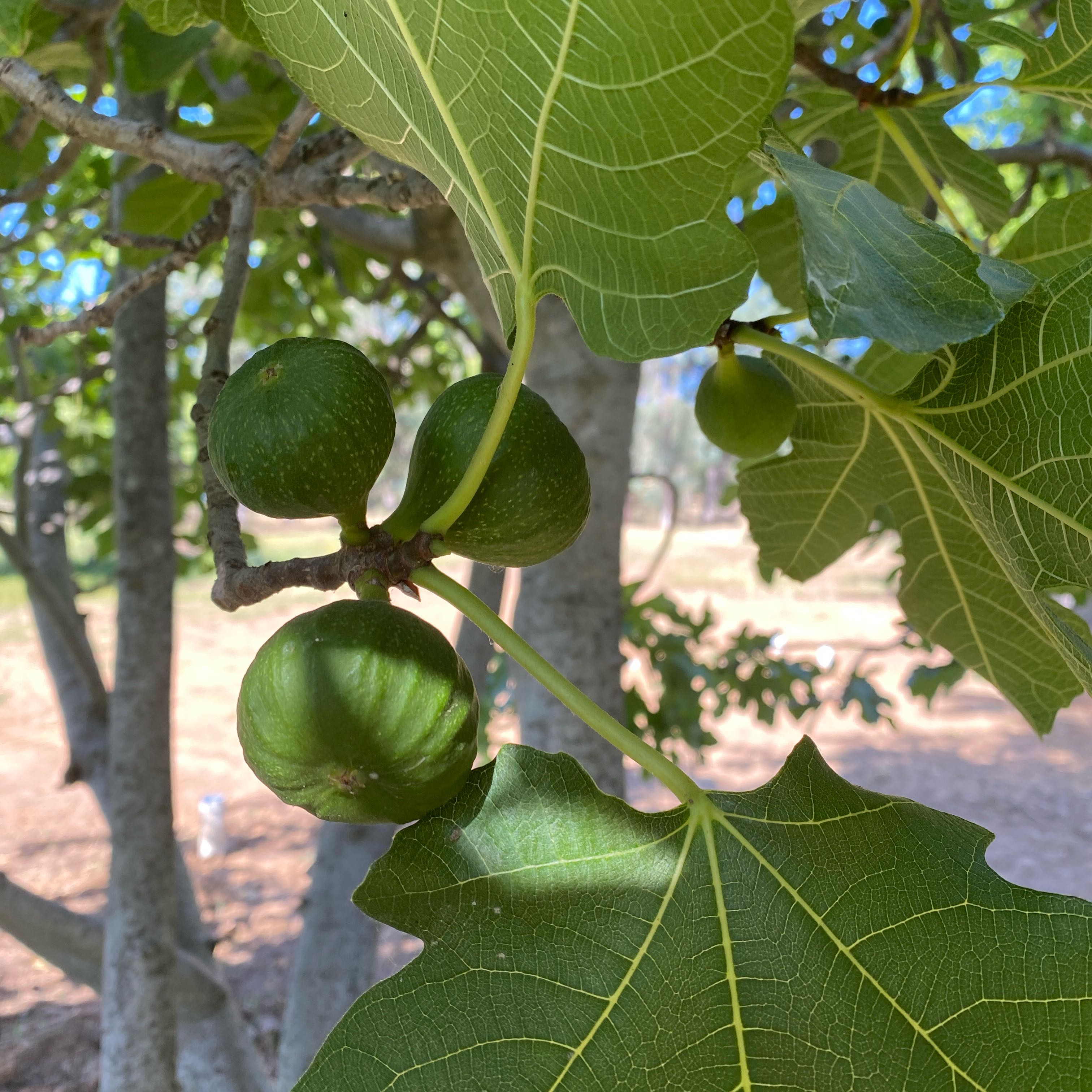 Photo of the plant species Brown Turkey Fig by @GoldenHawthorn named Orlando Bloom on Greg, the plant care app