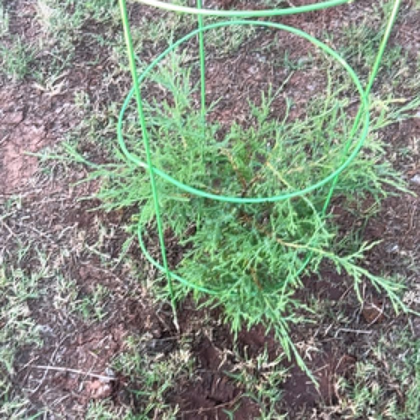 Photo of the plant species Field Wormwood by @AvidUnknownfern named Hemingway on Greg, the plant care app