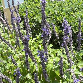 Photo of the plant species Chia by @RadiantAirplant named Muhammad Ali on Greg, the plant care app