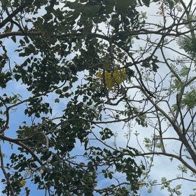 Photo of the plant species Golden Shower Tree by @RadiantAirplant named Orlando Bloom on Greg, the plant care app