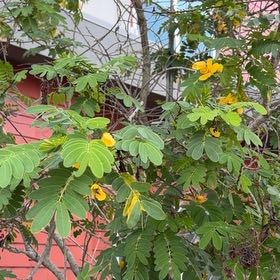 Photo of the plant species Caesalpinia Mexicana by @RadiantAirplant named Nithin on Greg, the plant care app