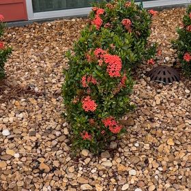 Photo of the plant species Flame of the Woods by @RadiantAirplant named Gomez on Greg, the plant care app