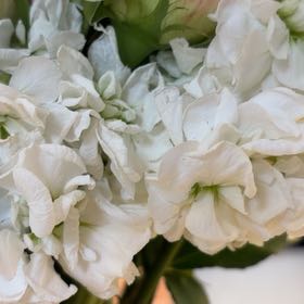 Photo of the plant species Brompton Stock by @RadiantAirplant named Baesil on Greg, the plant care app
