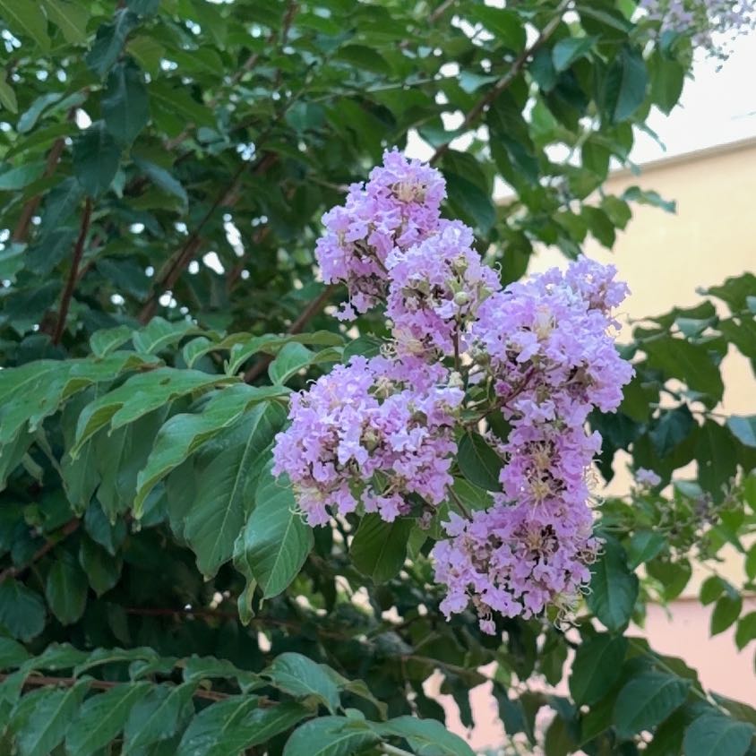 Photo of the plant species Lagerstroemia Indica by @RadiantAirplant named Apollo on Greg, the plant care app