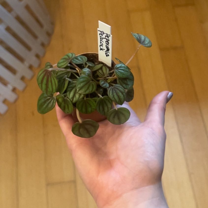 Photo of the plant species Peperomia by @LilyEvans named McKinley on Greg, the plant care app