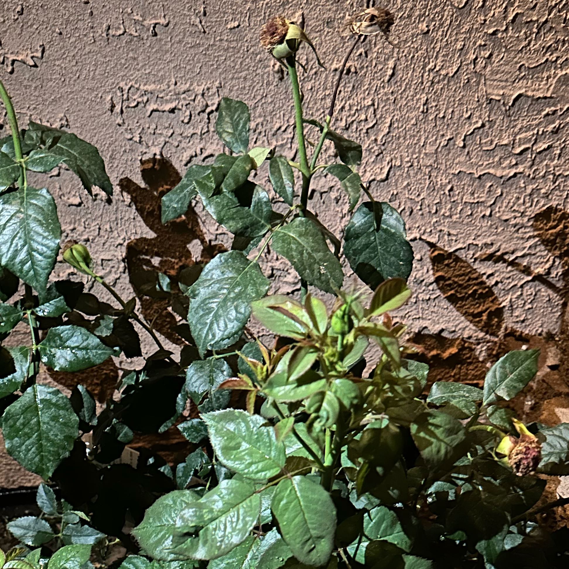 Photo of the plant species WEKmeredoc rose by @CozyCrystalice named Meredith on Greg, the plant care app