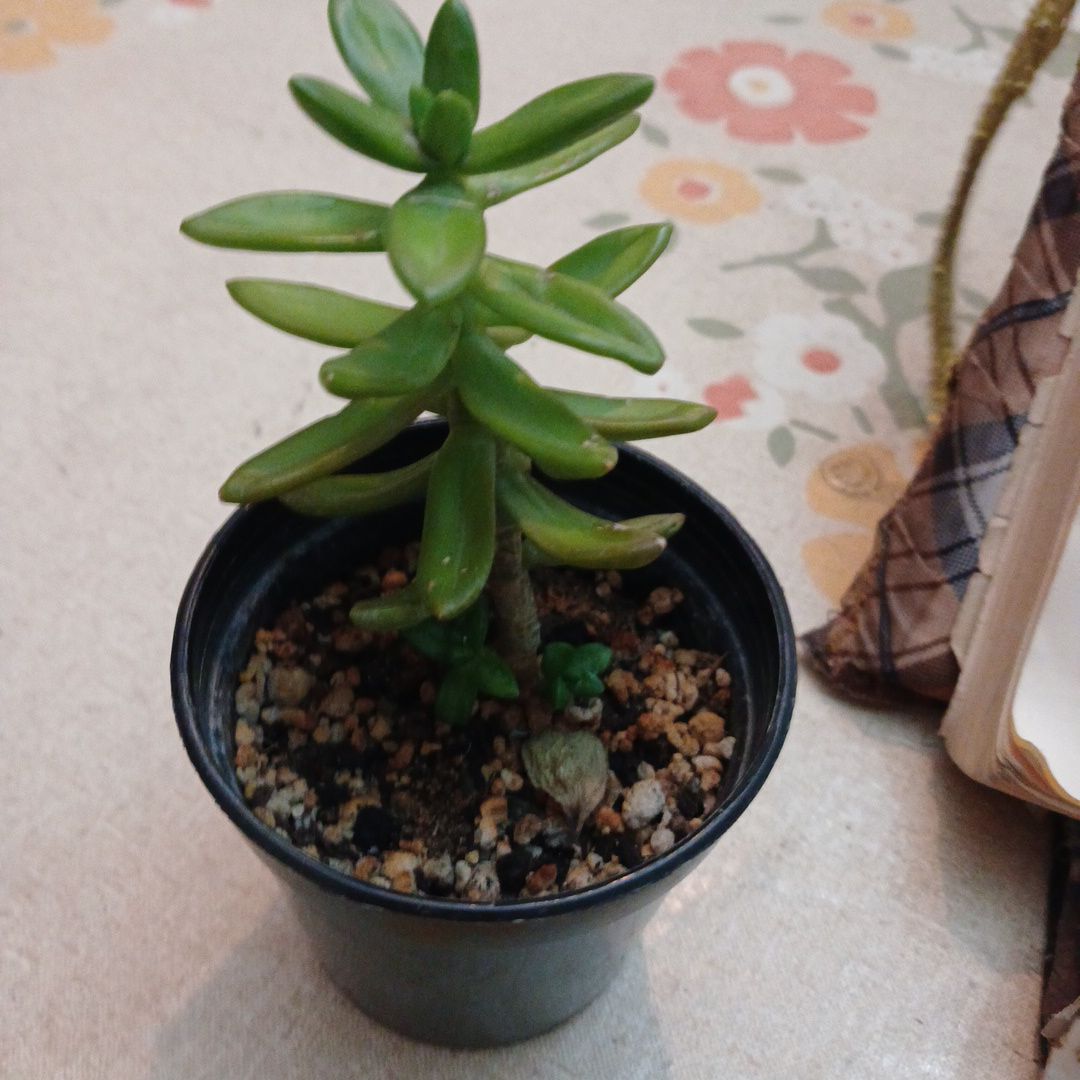 Photo of the plant species Copperstone Stonecrop by @LucidSwamprose named Sedum on Greg, the plant care app