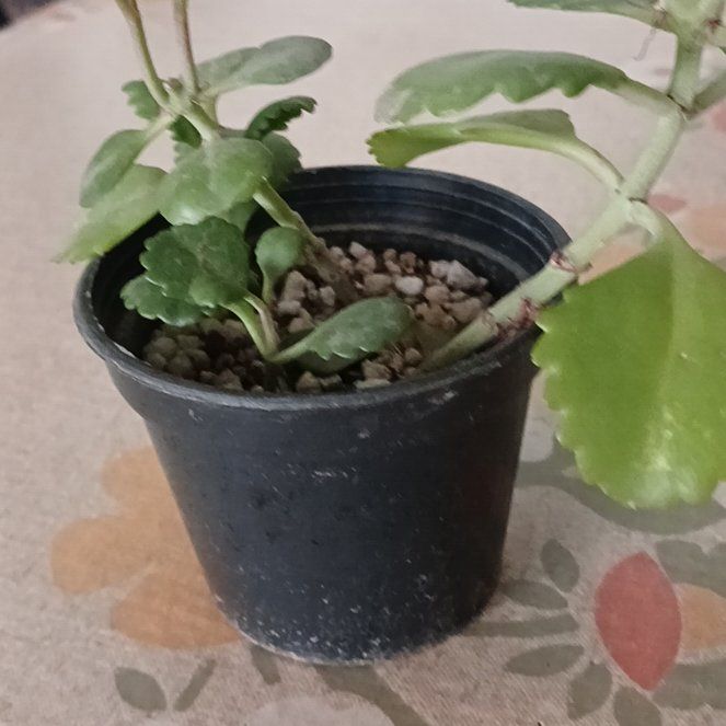 Photo of the plant species Kalanchoe by @LucidSwamprose named Kalanchoe on Greg, the plant care app