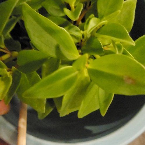 Photo of the plant species Peperomia trinervula by @ajdxl named Wall-E on Greg, the plant care app