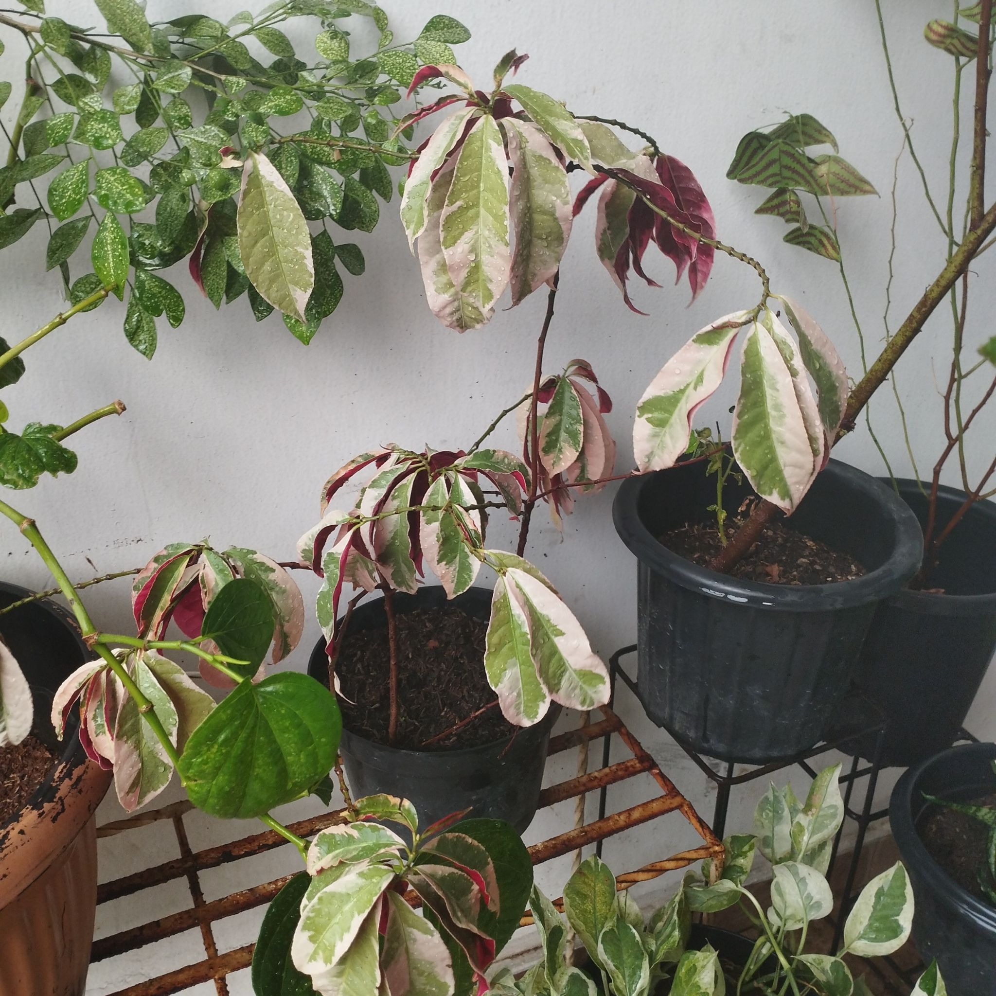 Photo of the plant species Chinese Croton by @soniclemon29 named Ching chong on Greg, the plant care app