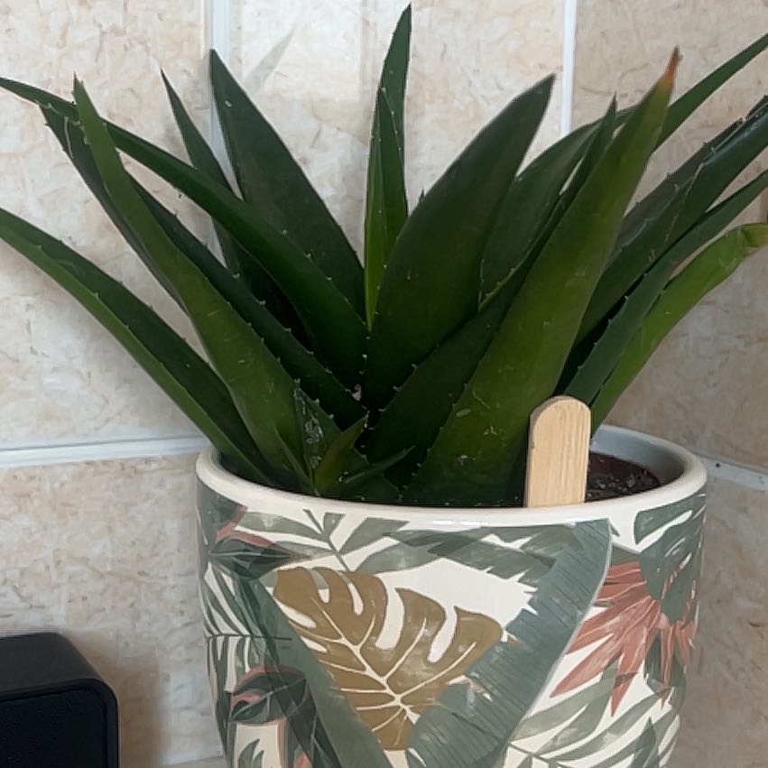 Alworthia 'Black Gem' plant in a decorative pot with healthy green leaves.