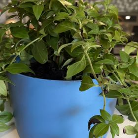 Photo of the plant species Candy Corn Vine by @InerrantBarley named Surya on Greg, the plant care app