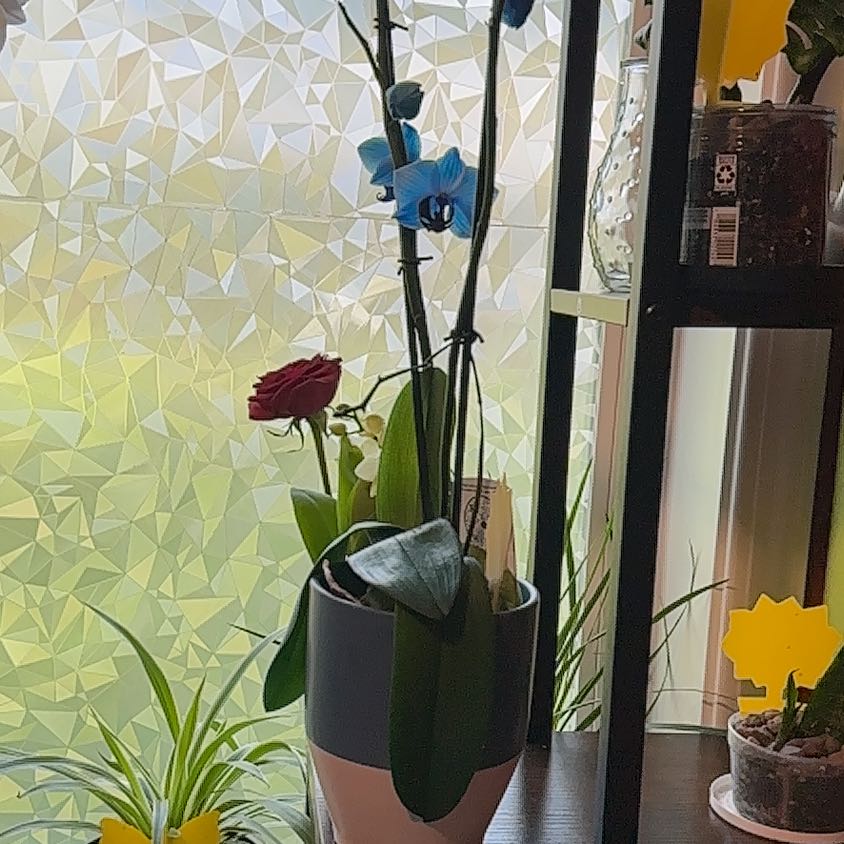 Photo of the plant species Blue Orchid by @CheerfulAvocado named Kobe on Greg, the plant care app