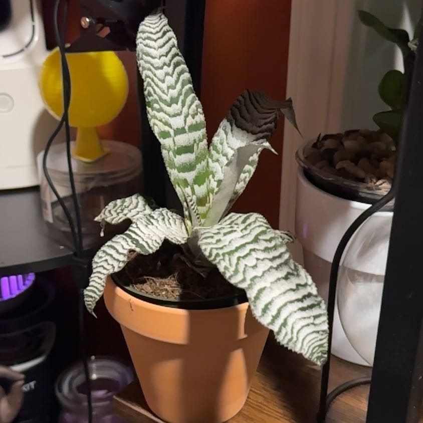 Photo of the plant species Elaine Pink Zebra by @CheerfulAvocado named Flow on Greg, the plant care app