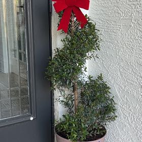 Photo of the plant species Eugenia by @FancyCoslettuce named Twins on Greg, the plant care app