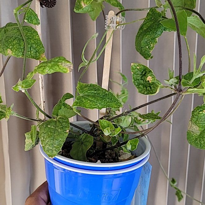 Photo of the plant species Thunbergia 'Kingston' by @YeveMotherfern named Osmo on Greg, the plant care app