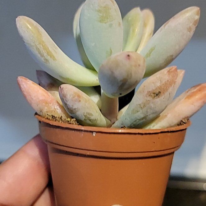 Photo of the plant species Silver Bracts by @YeveMotherfern named Pachyphytum bracteosum on Greg, the plant care app