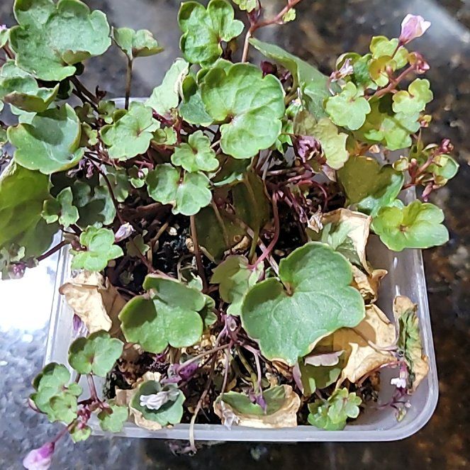 Photo of the plant species Kenilworth Ivy by @YeveMotherfern named Figyonce on Greg, the plant care app
