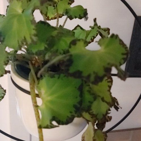 Photo of the plant species Begonia Rex 'Spirit of Pemba' by @KeenLentenrose named Zeus on Greg, the plant care app