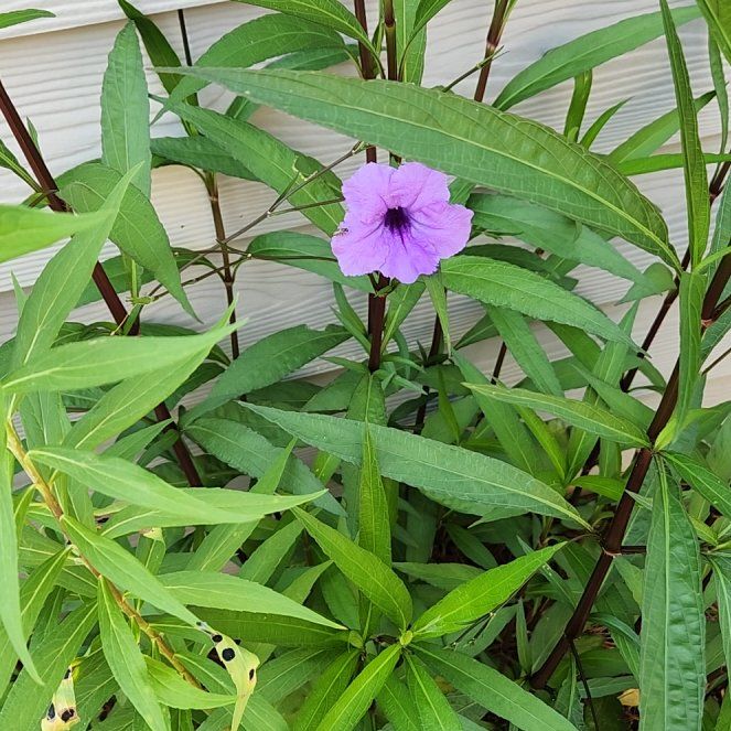 Photo of the plant species Britton's Wild Petunia by @YummyUngnadia named Elina on Greg, the plant care app