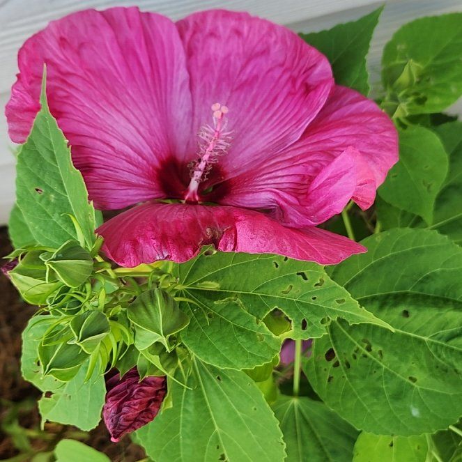 Photo of the plant species Eastern Rosemallow by @YummyUngnadia named da Vinci on Greg, the plant care app