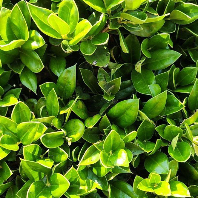Photo of the plant species Chinese Holly by @YummyUngnadia named Achilles on Greg, the plant care app