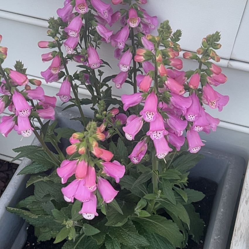 Photo of the plant species Purple Foxglove by @BoldSicklefern named Leaf Erickson on Greg, the plant care app