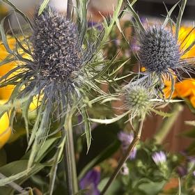 Photo of the plant species Mediterranean Sea Holly by @StarChorioactis named Homer on Greg, the plant care app
