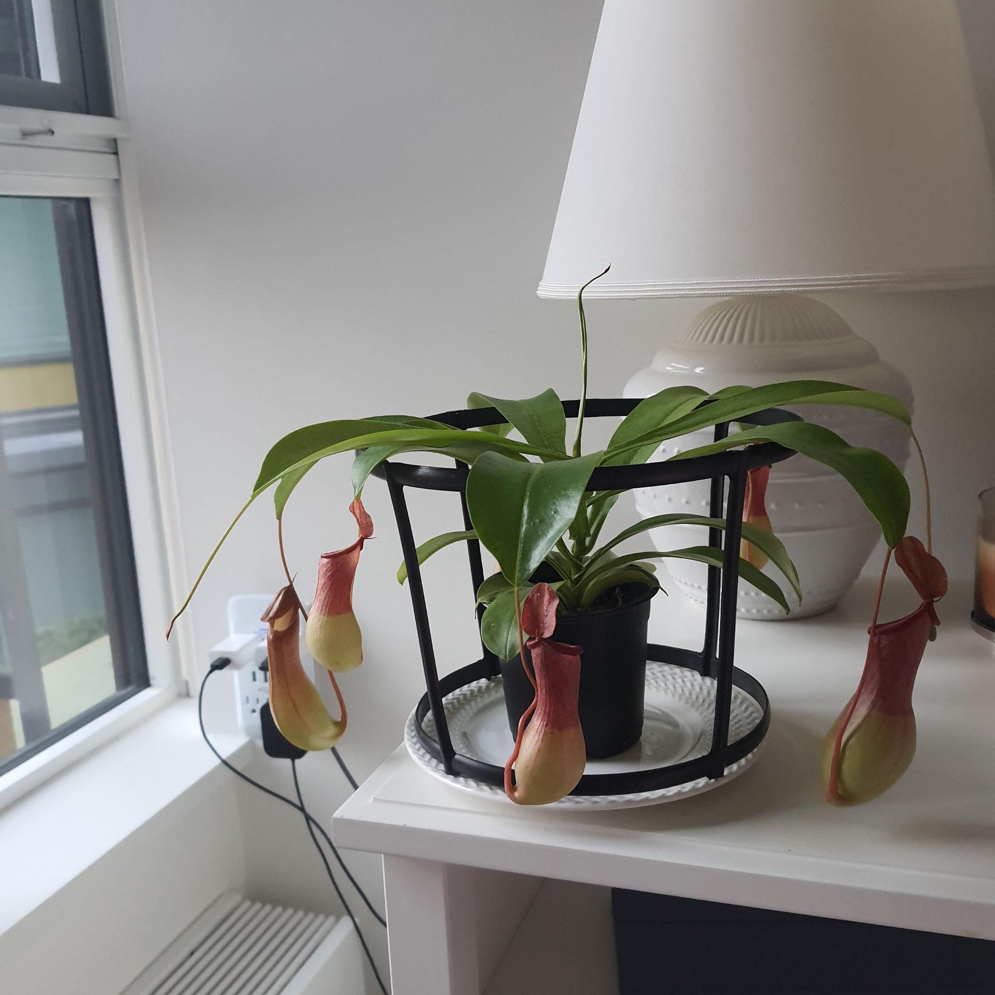 Tropical Pitcher Plant on a table near a window, with well-formed pitchers and healthy foliage.