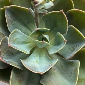 Photo of the plant species Cassyz WInter Echeveria by @WiseAutumnfern named Veronica on Greg, the plant care app