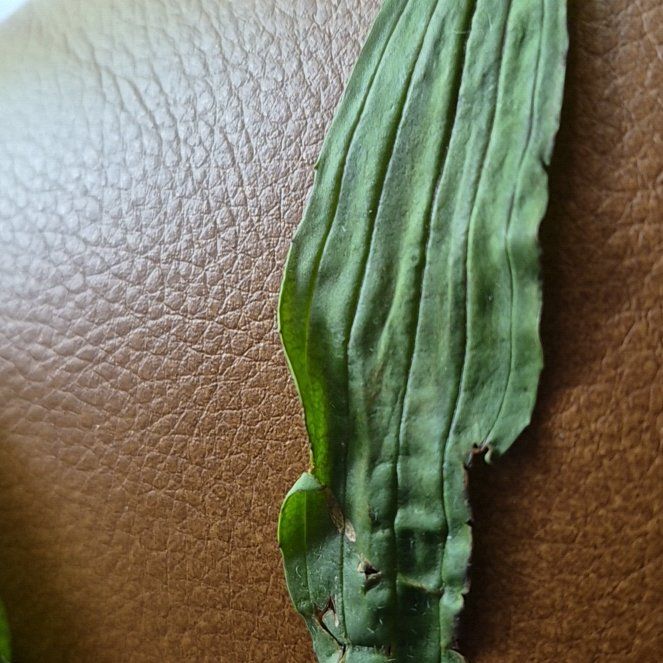 Photo of the plant species Putty Root by @WittyBabytoes named Bella on Greg, the plant care app