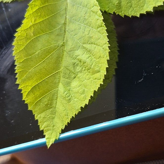 Photo of the plant species Sweet Cherry by @WittyBabytoes named Naomi on Greg, the plant care app