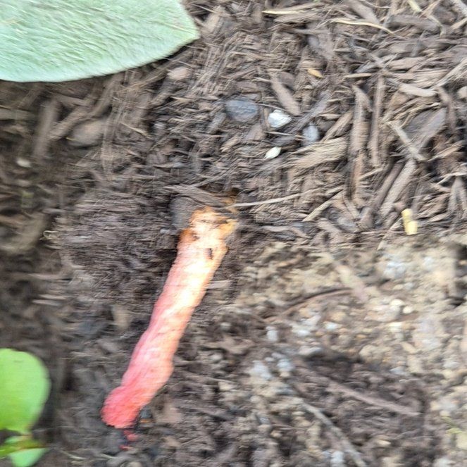 Photo of the plant species April Fool by @WittyBabytoes named Spike Leaves on Greg, the plant care app