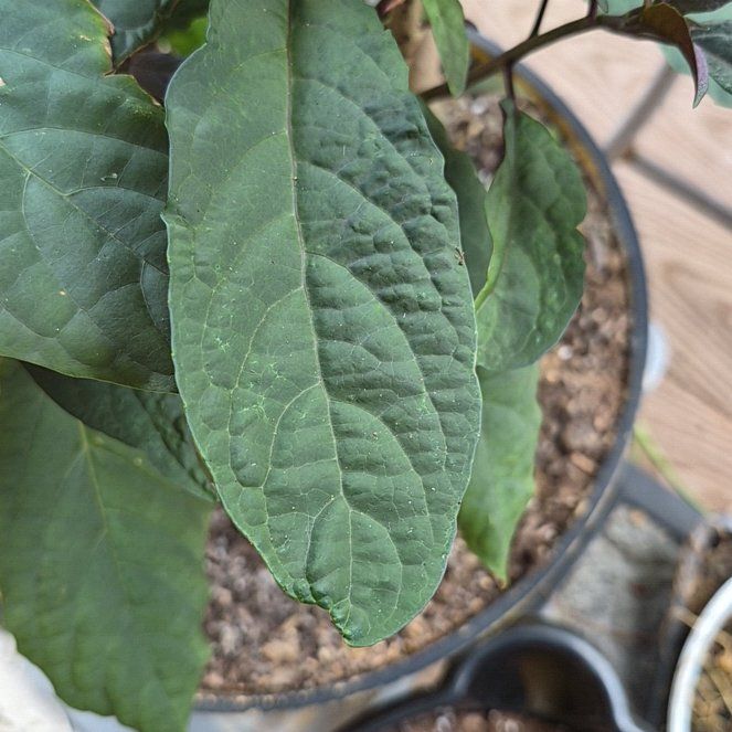 Photo of the plant species Philippine Glorybower by @WittyBabytoes named Keanu Leaves on Greg, the plant care app