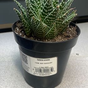 Photo of the plant species Gasteria aristata by @BenignantSapote named AeroPOTsale on Greg, the plant care app