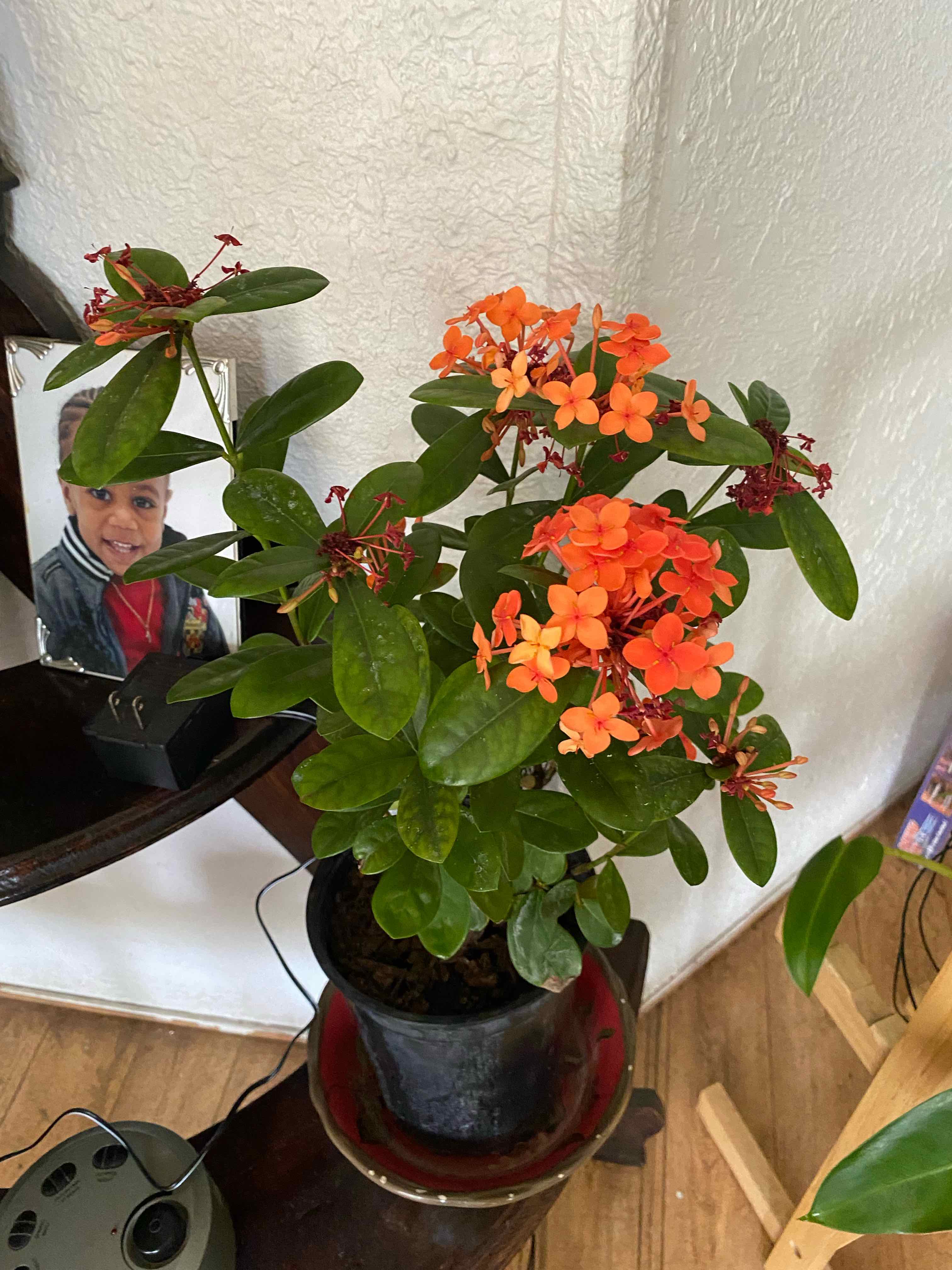 Jungle Geranium plant with vibrant orange flowers in a pot, well-framed and healthy.