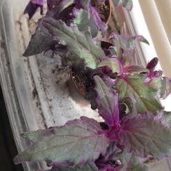 Purple Velvet Plant plant