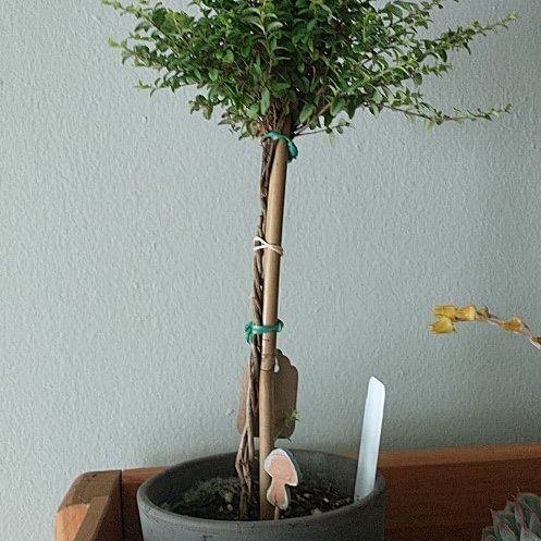 Photo of the plant species Box Honeysuckle by @SirChorioactis named Morgan Treeman on Greg, the plant care app