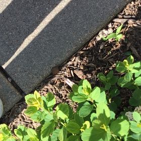 Photo of the plant species Bridalwreath Spirea by @GiddyWhiteghost named Plato on Greg, the plant care app