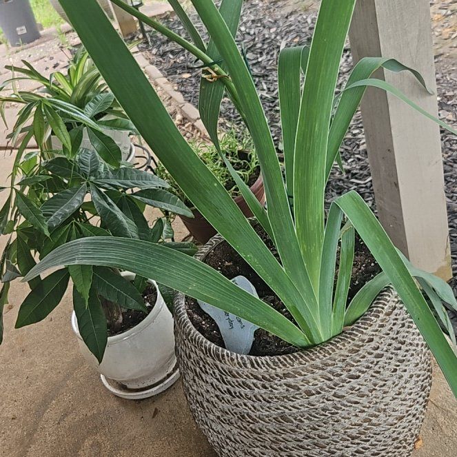 Photo of the plant species Orris-root by @EclecticNoni named Tree Diddy on Greg, the plant care app